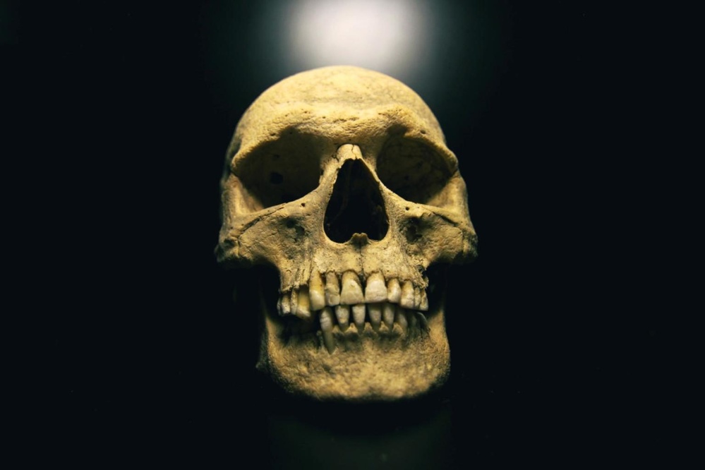 Free picture: skull, anthropology, bone, anatomy, human head