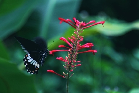 kupu-kupu, alam, serangga, bunga, satwa liar