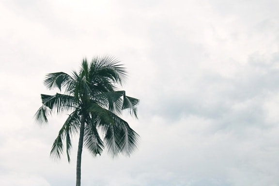 Palme, himmelen, sommer, sol, natur, kokos, palm