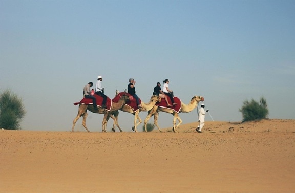 Bedouin, eventyr, stranden, sand, ørken, kamel