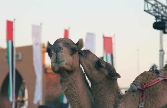 kamel, dyr, urban, by, gade