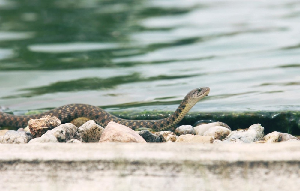 вода дикої природи, рептилій, змія