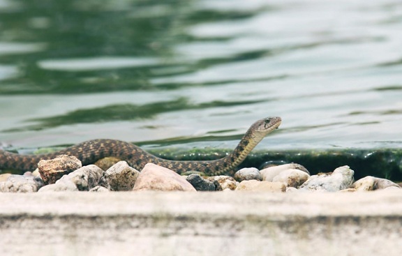น้ำ สัตว์ป่า ธรรมชาติ สัตว์เลื้อยคลาน งู