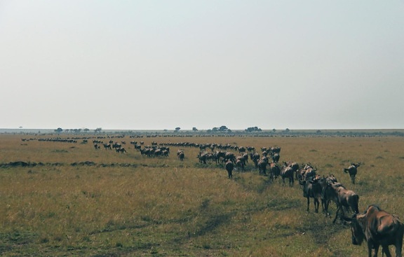 GNU animal, pastagens, África, migração, grama, paisagem, terra, campo