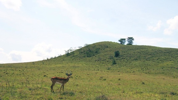 landscape, nature, hill, antelope, impala, deer