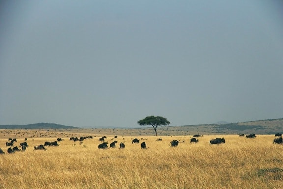 África, animal, paisagem, terra, campo, grama