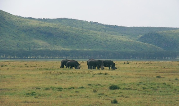 noshörning, Afrika, fält, djur, hill
