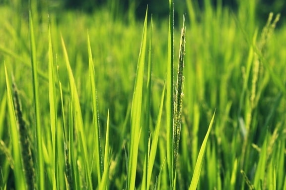 green grass, lawn, flora, field, green, rural, agriculture