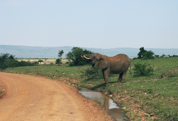 Elephant, wildlife, ruoho, luonto, maisema, vesi, laitumella, taivas, Afrikan eläinten