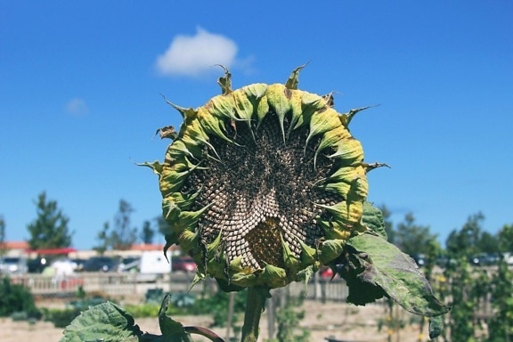 sunflower, nature, flora, summer, sky, agriculture