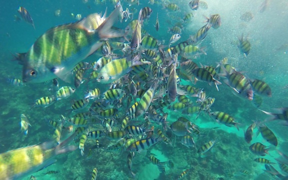 под водой рыб, кораллов, океан, риф, вода, море, природа, морской
