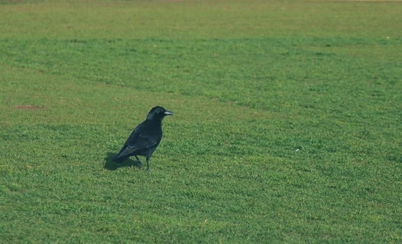 Corbeau, oiseau noir, oiseau, herbe, faune