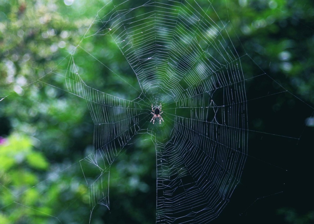 laba-laba, jaring laba-laba, cobweb, serangga, hewan, belatung