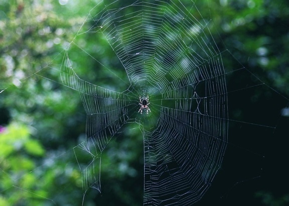 örümcek, spiderweb, örümcek ağı, böcek, hayvan, Başkalaşmak