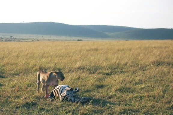leu, predator, carnivor, zebra, păşuni, faunei sălbatice, teren, peisaj, iarba