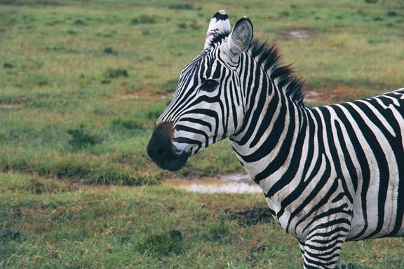 zebra, safari, dyr, wildlife, savanne, equin