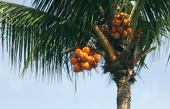 Árbol, fruta, palmera, comida, coco