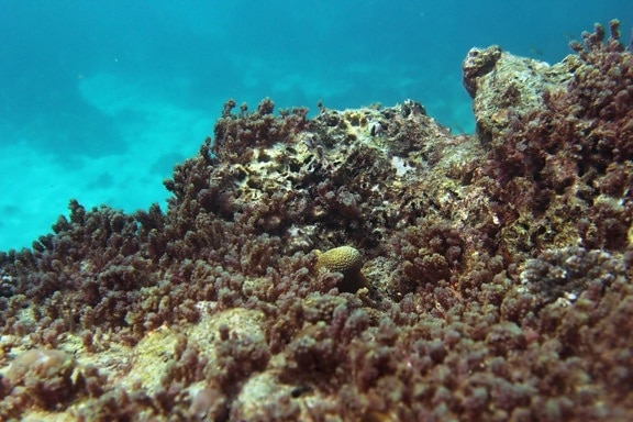 Unterwasser, koralle, riff, fisch, meer, ozean, ökosystem