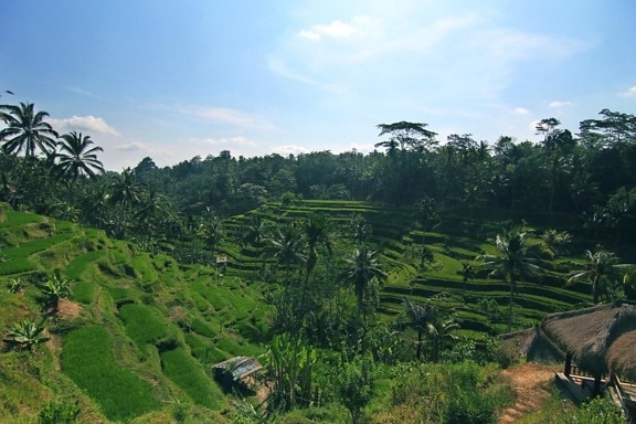 Tropical, agricultura, árbol, arroz, paisaje, naturaleza, palmera