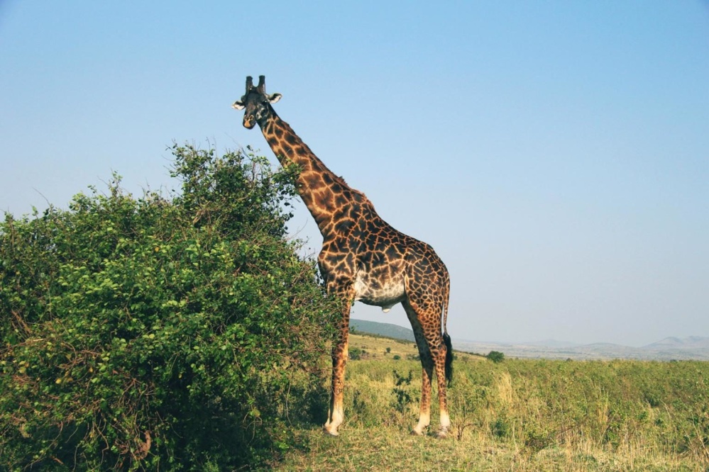 zsiráf, természet, vadvilág Afrikában, vad, állati, legelő