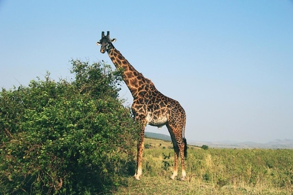 giraf, dyreliv, natur, Afrika, vilde, dyr, græsarealer