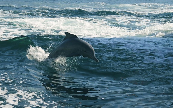 Ocean delfin ég, hullám, víz, óceán, tenger, állat