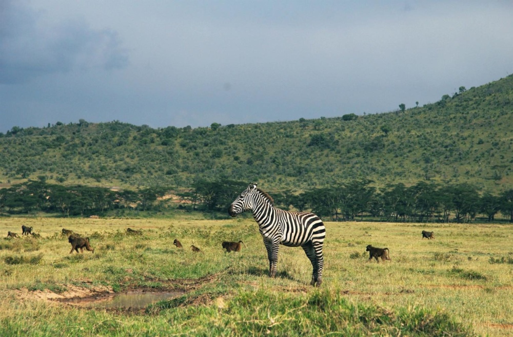 vida selvagem, zebra, África, animal, savanas, campos de gramíneas, equino