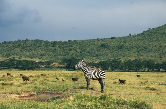 wildlife, zebra, Africa, animal, savanna, grassland, equine