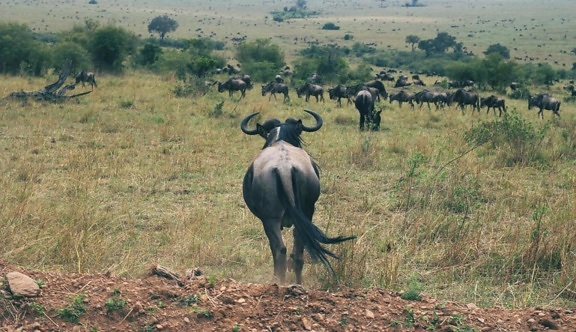 GNU, animal, África, vida selvagem, savanas, campos de gramíneas