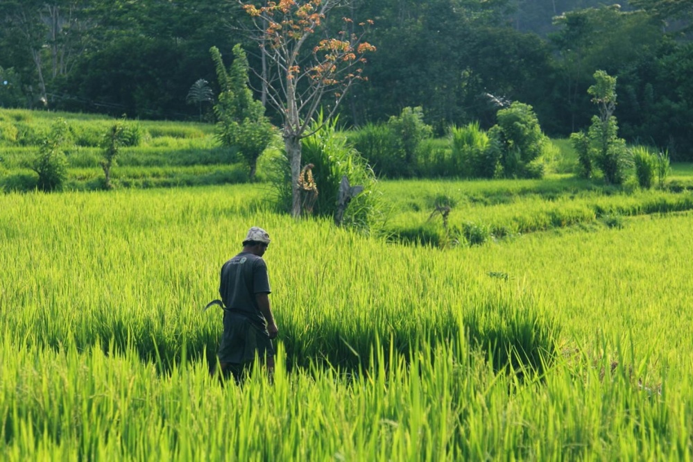 rice, landscape, agriculture, man, field, grass, sky