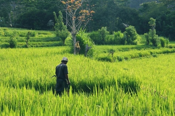 rýže, krajina, zemědělství, muž, pole, tráva, obloha