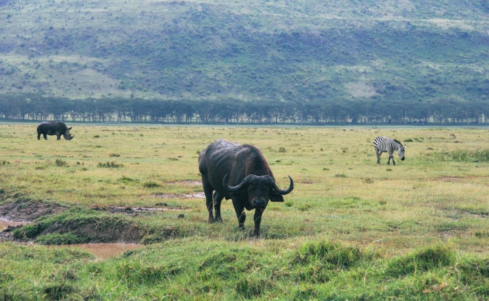 bizoni, zvíře, dobytek, tráva, divoký, Afrika, pastvin, stád