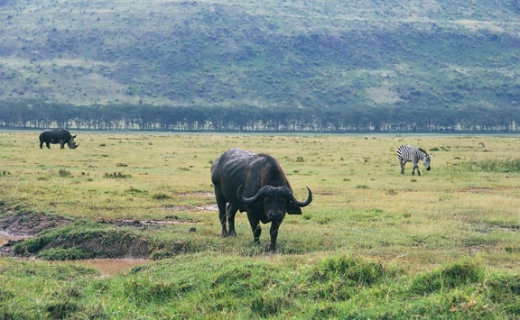 bizón, zviera, dobytok, tráva, wild, Afrika, lúky, stádo