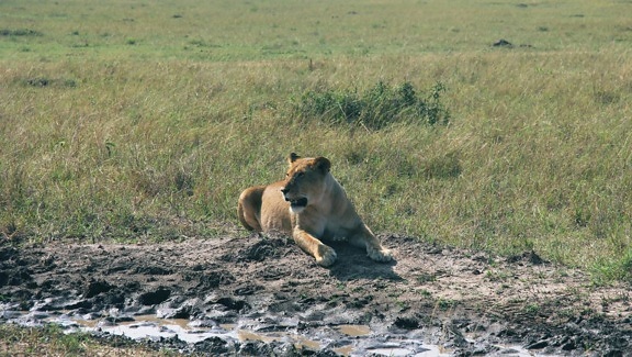 дивата природа, лъв, котешки, хищник, животно, Африка