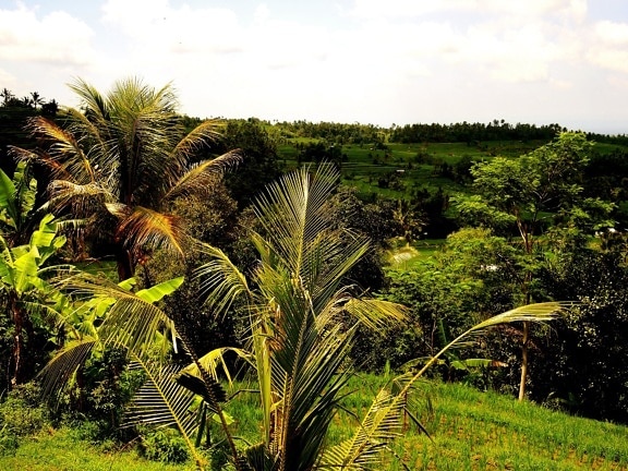 자연, 나무, 코코넛, 힐, 녹색 잎