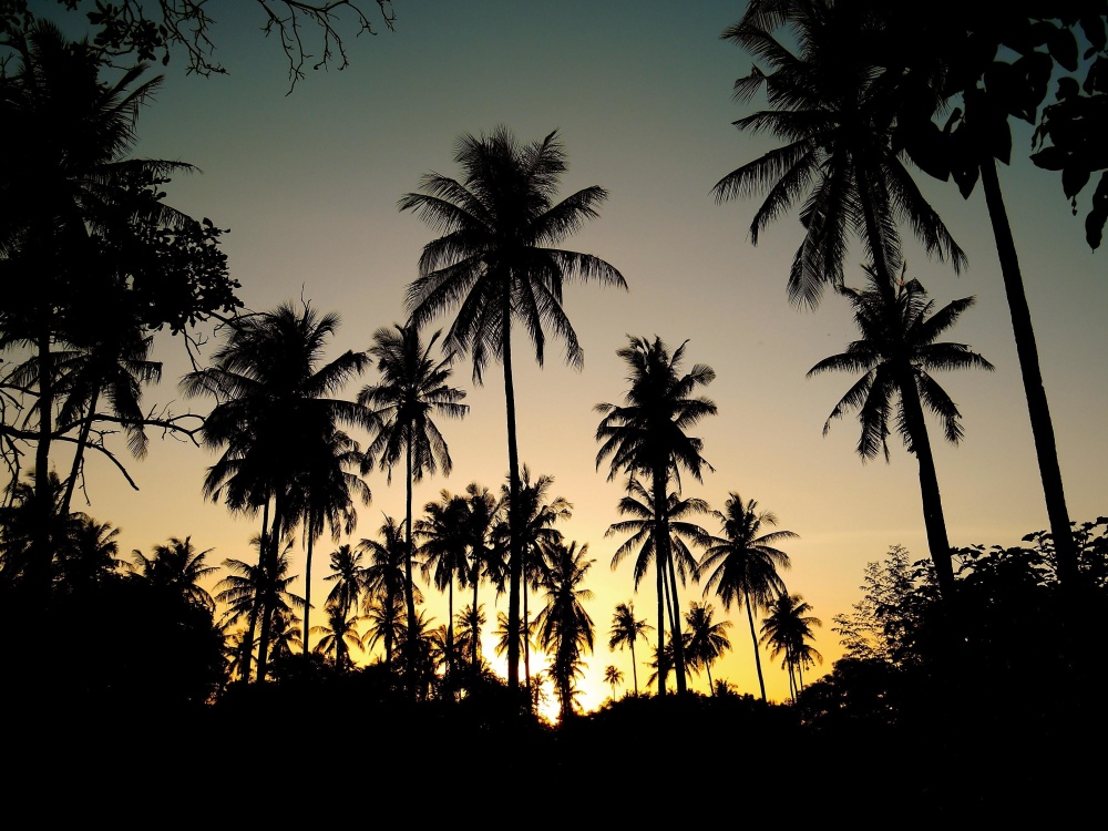 Palm beach treet, solen, kokos, øya, bakgrunnsbelyst, solnedgang