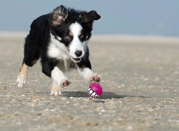 dog, beach, animal, canine, coast, summer