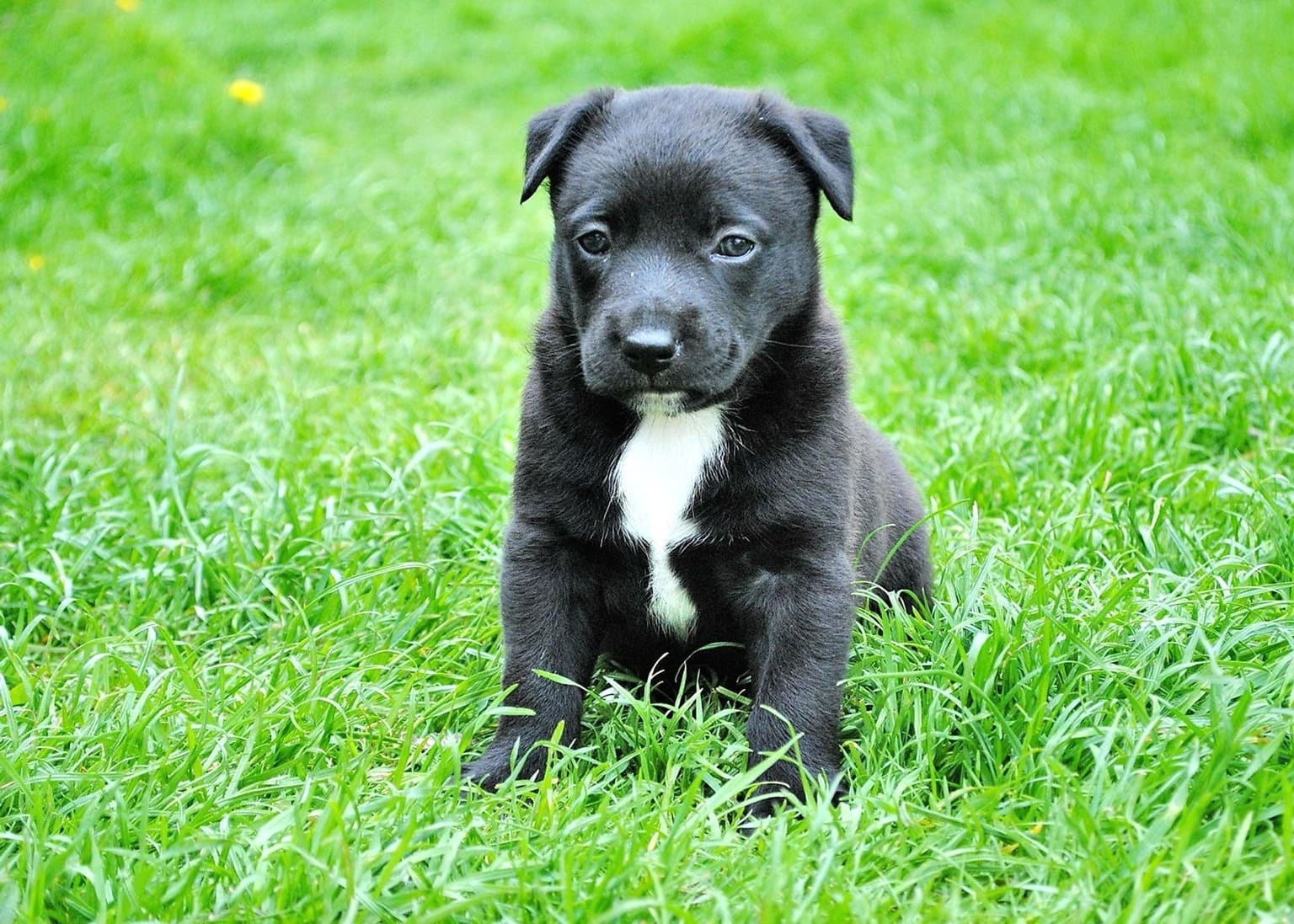 фотография черного щенка