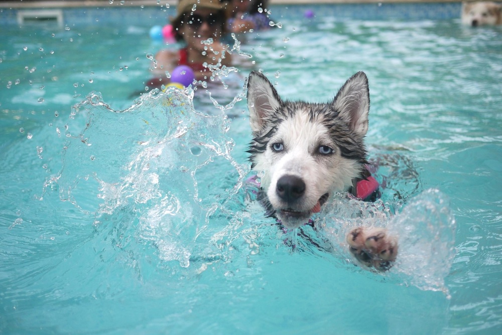 mokrý, voda, léto, pes, pes, bazén