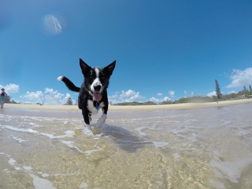 вода, пляж, песок, небо, лето, море, собака, собак