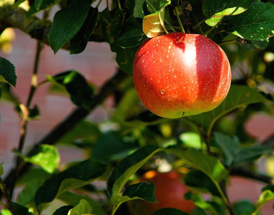 buah, apple, makanan, daun, Taman, alam, orchard, lezat