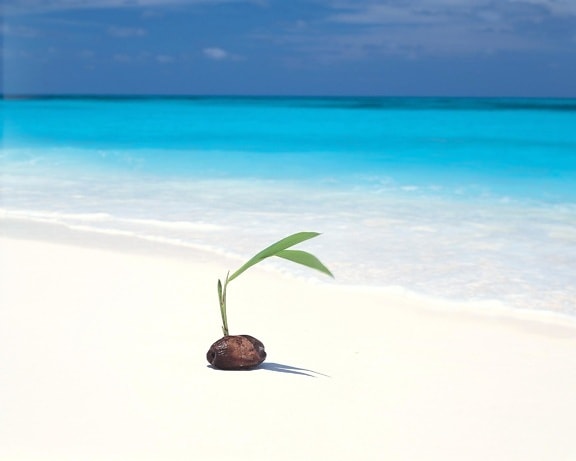 vetőmag, gyógynövény, víz, tengerpart, sziget, strand, nyári, homok