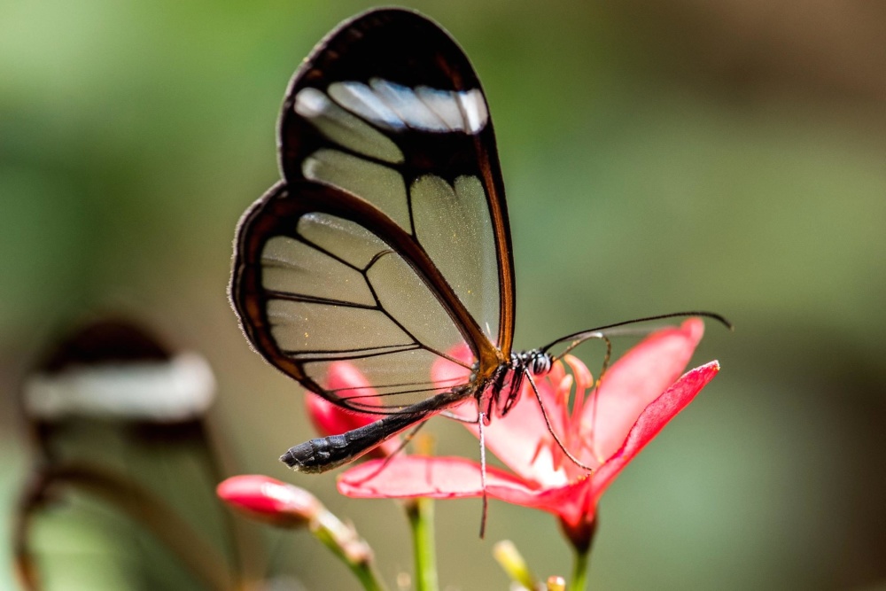 motýľ, hmyz, príroda, leto, voľne žijúcich živočíchov
