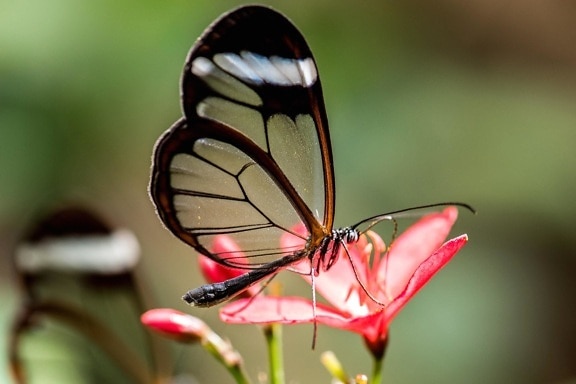 motýl, hmyz, příroda, léto, volně žijící zvířata