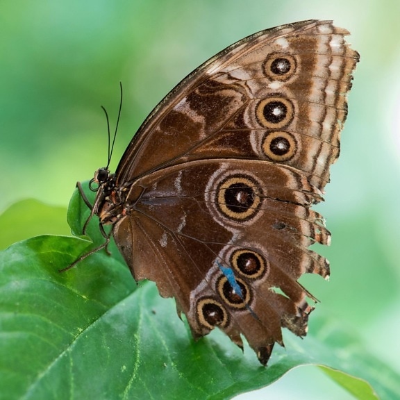 butterfly, nature, insect, animal, wildlife, moth, metamorphose