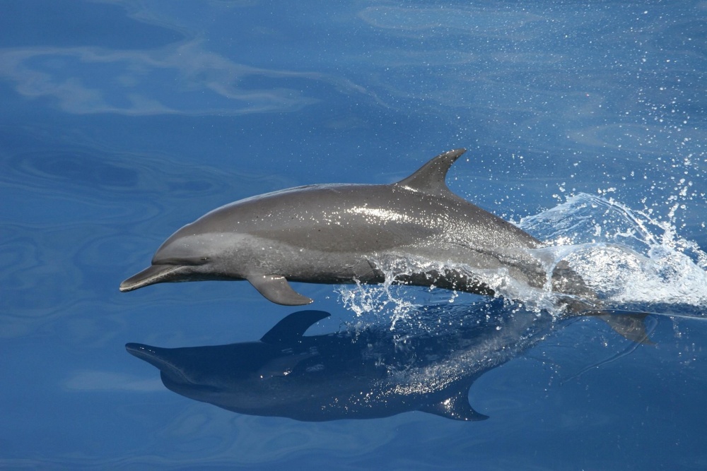 voda, delfín, pod vodou, ryby, veľryba, voľne žijúcich živočíchov, prírody, oceán