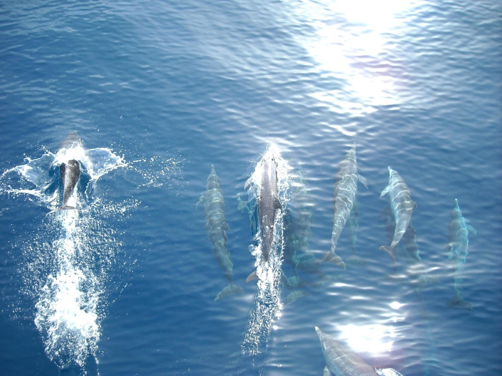 Dolphin, Tumlar, vann, dyr, vann, hav