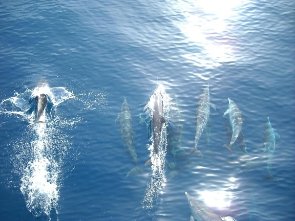 dolphin, bottlenose dolphin, underwater, animal, water, ocean