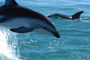 Delfines Imagenes Gratis Imagenes De Dominio Publico