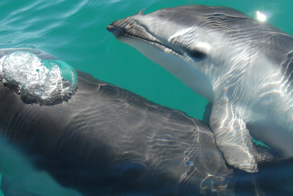 voda, delfín, pod vodou, voľne žijúcich živočíchov, oceán, more